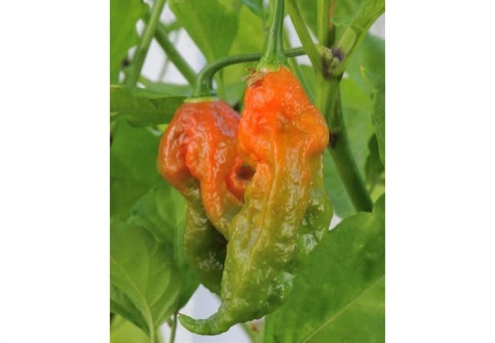 Indian Military to Weaponize World's Hottest Chili