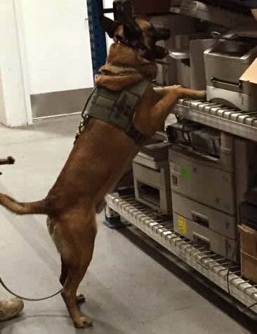 Video: Suspect Stabs, Beats New Mexico K-9 Unconscious