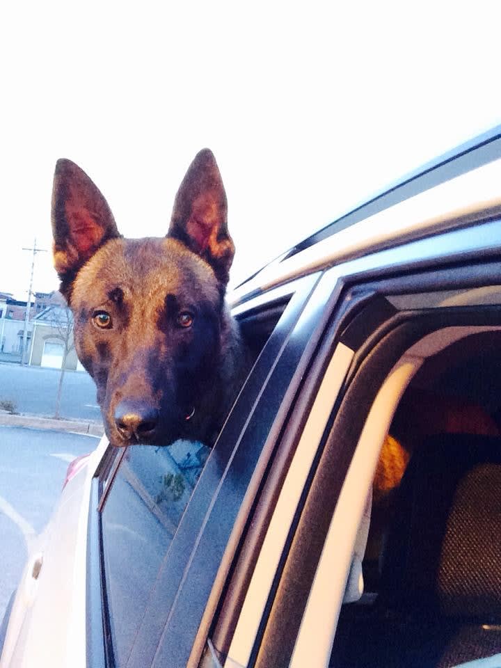 New York K-9 Dies During Training