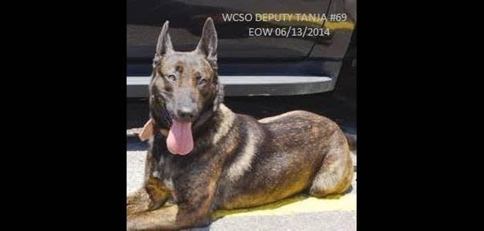 Georgia K-9 Killed, Handler Wounded in Friday Night Shooting