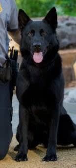 Oklahoma City K-9 Dies from Stab Wounds, Handler Kills Suspect
