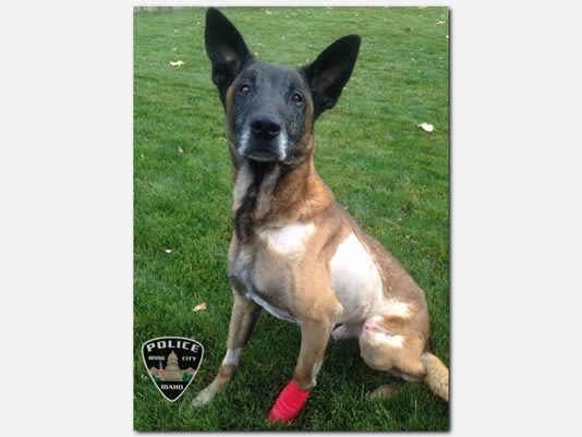 Boise K-9 Dies from Wounds Suffered in Last Week's Shooting