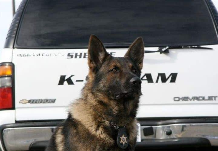 Michigan Sheriff's K-9 Killed in Storm