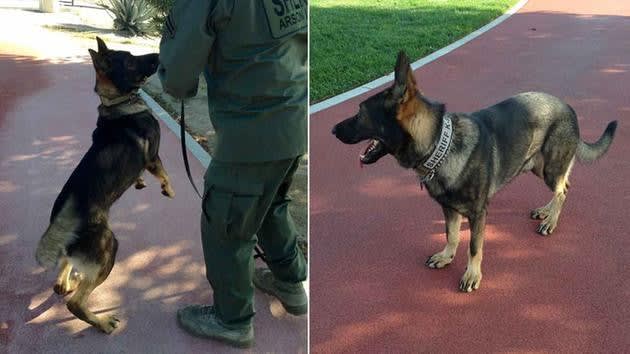 California K-9 Dies During Exercise, Handler Loses Finger Trying to Save Him