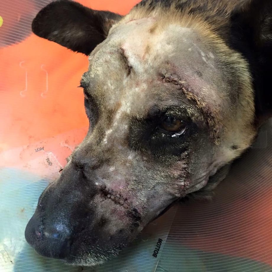 Las Vegas K-9 Slashed in Face at Standoff Recovering at Home