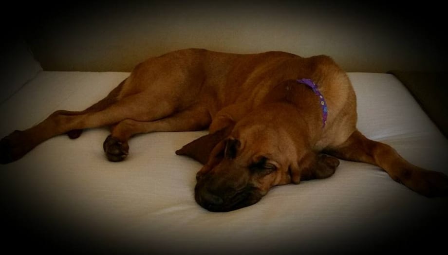 Spokane Police Training Bloodhound to Find Lost Children