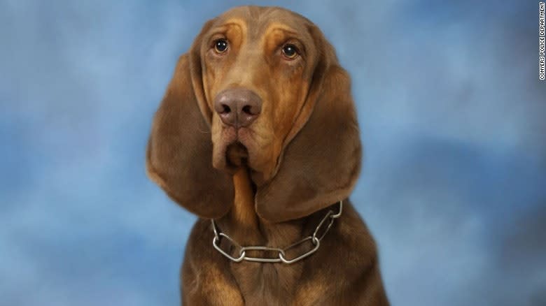 Georgia K-9 Dies After Being Left in Hot Patrol Car