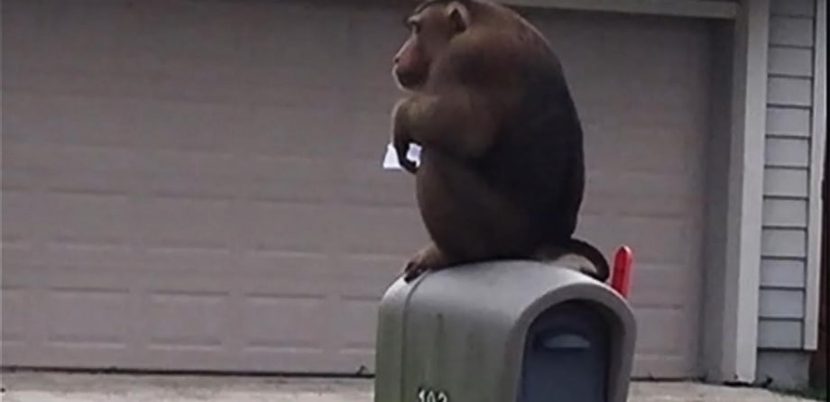 Escaped Pet Monkey Damages Florida Patrol Car