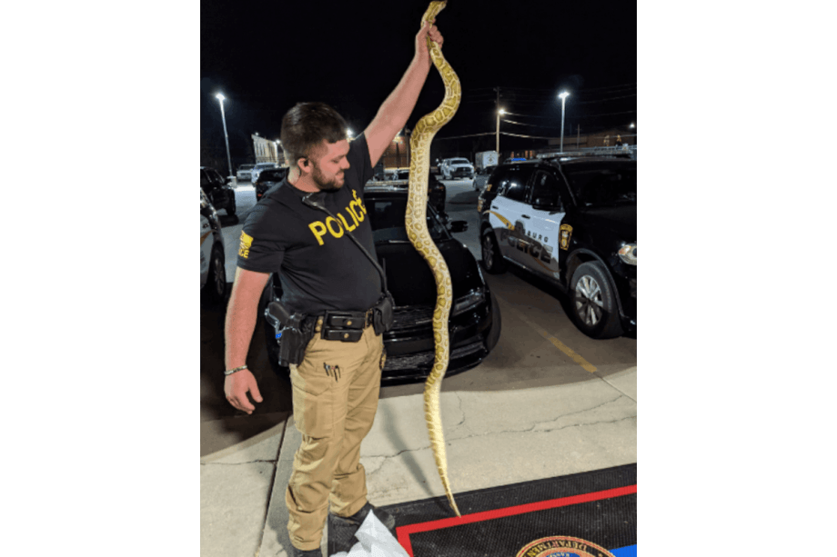 Officer Jesse Spencer of the Pittsburg (KS) Police Department was called to a house to remove this snake. (Photo: Pittsburg PD)[|CREDIT|]