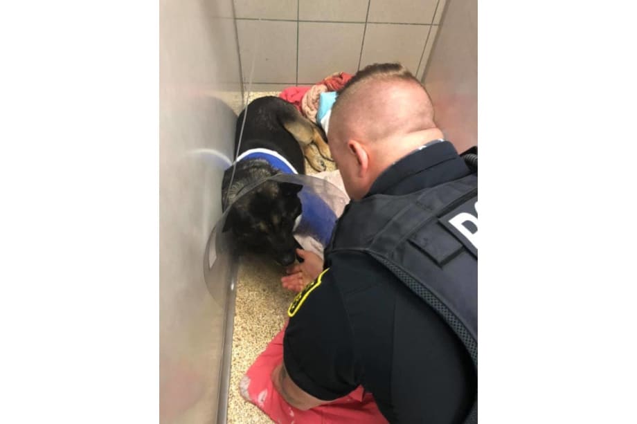 GA K-9 to Retire After Recovering from Gunshot Wound