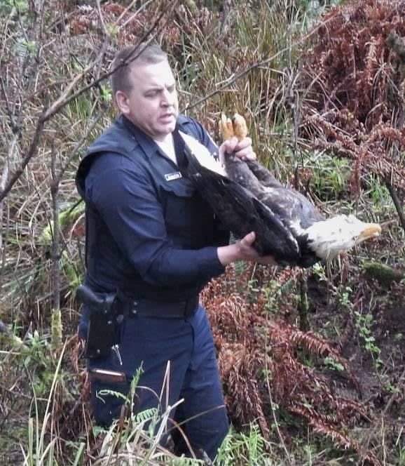 Oregon Trooper Rescues Injured Eagles