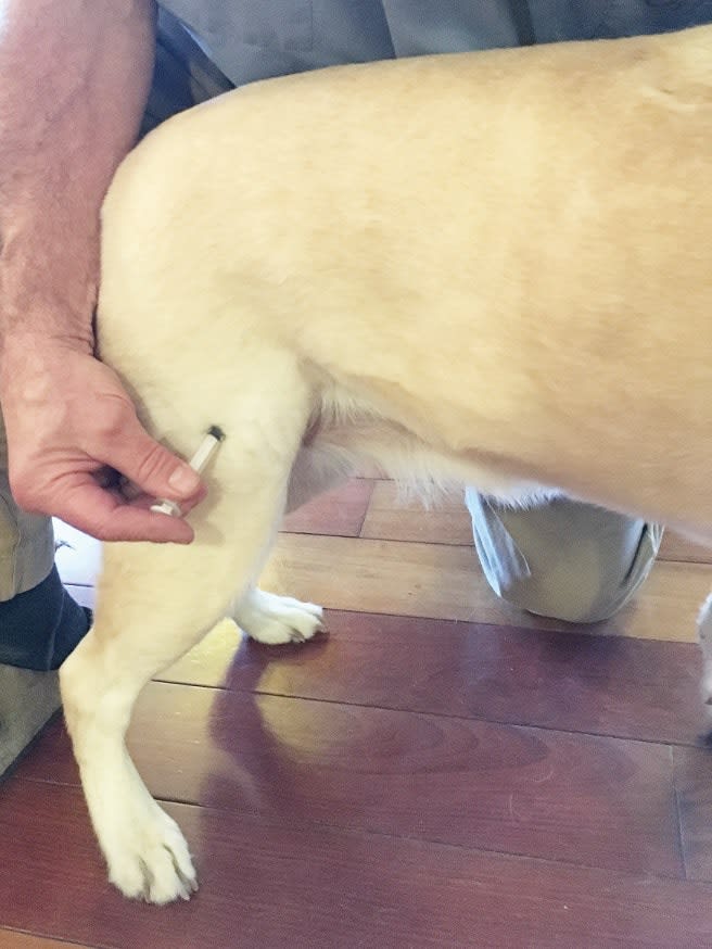 K-9 First Aid Basics