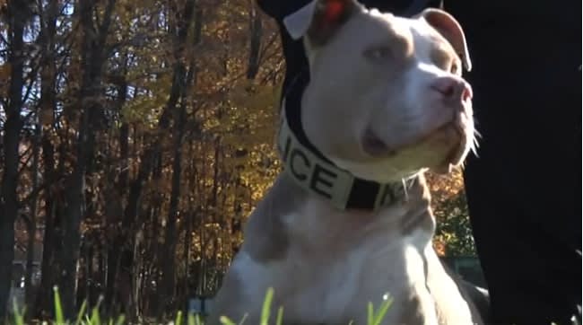Pit Bull Police Dog Defies Breed's Savage Stereotypes