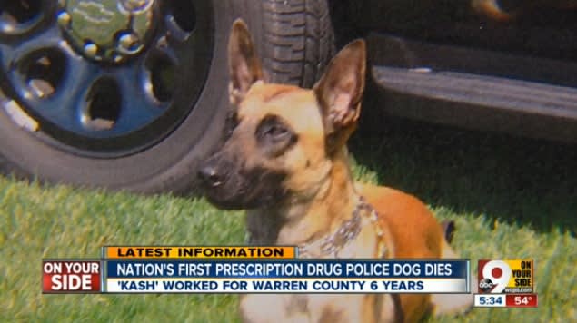 Video: First Dog Certified to Sniff Out Prescription Drugs Has Died