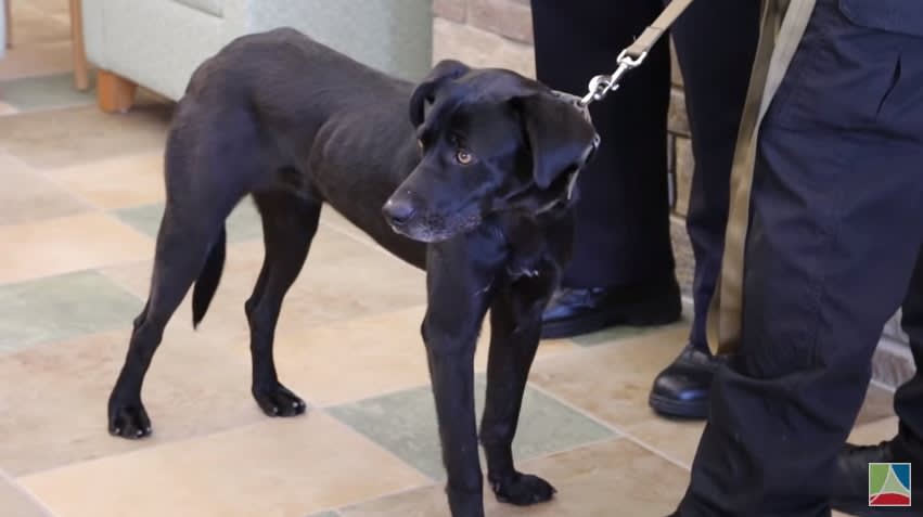 Video: 5-Year-Old Helps Turn Rescue Dog into Indiana Agency's Tracking K-9
