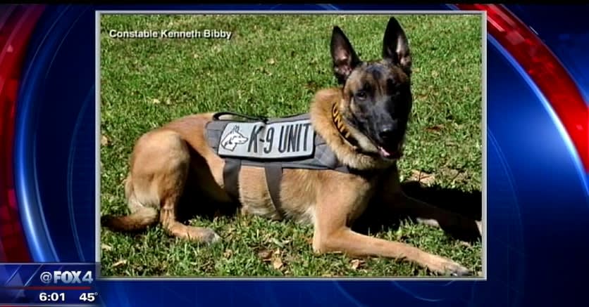 Video: Man Wanted for Killing Texas K-9 Captured Near Dallas