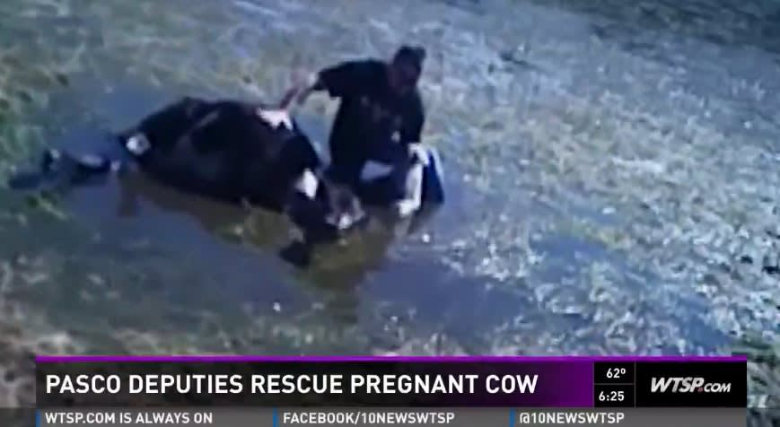Video: Florida Deputies Save Pregnant Cow From Drowning