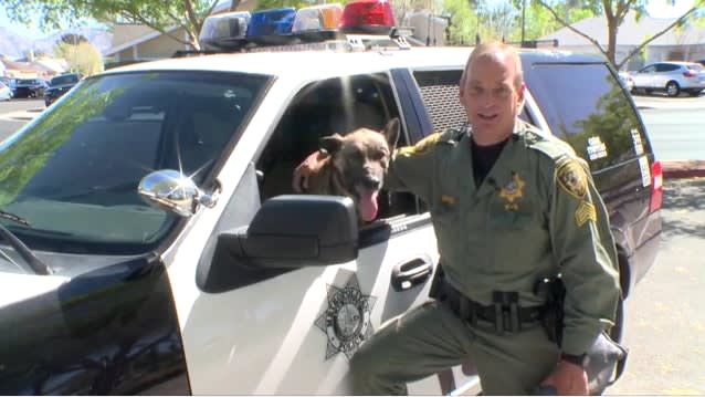 Video: Las Vegas K-9 Back on Duty After Recovering from Machete Attack