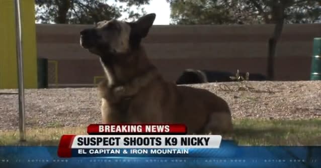Video: Las Vegas K-9 Killed Weeks After Returning to Duty Following Machete Attack