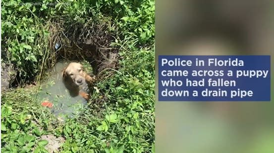 Video: Florida Police Rescue Puppy Trapped in Drain Pipe