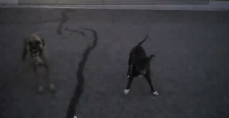 Video: Idaho Officer Praised for Less-Lethal Approach as Two Dogs Charge