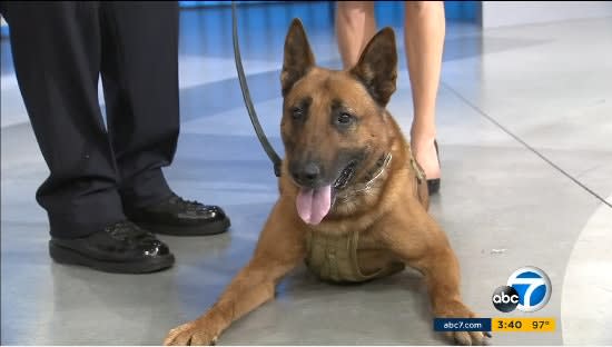 Video: LAPD K-9 Edo Nominated for 2016 American Hero Dog Award