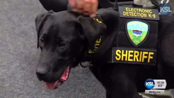 Video: Utah's First 'Porn Dog' Sniffs for Digital Child Pornography