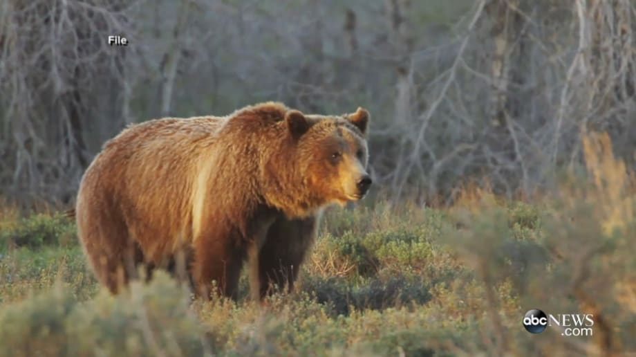 Video: Off-Duty Officer Killed by Grizzly Bear in Montana
