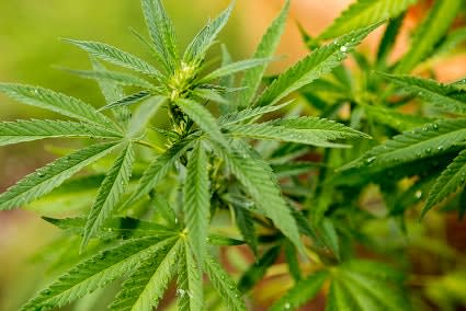 DEA Says "No" to Loosening Marijuana Restrictions