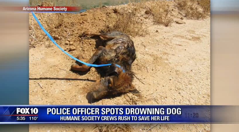 Video: Phoenix Officer Saves Drowning Dog