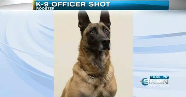 Video: KS K-9 Shot, Killed Apprehending Suspect