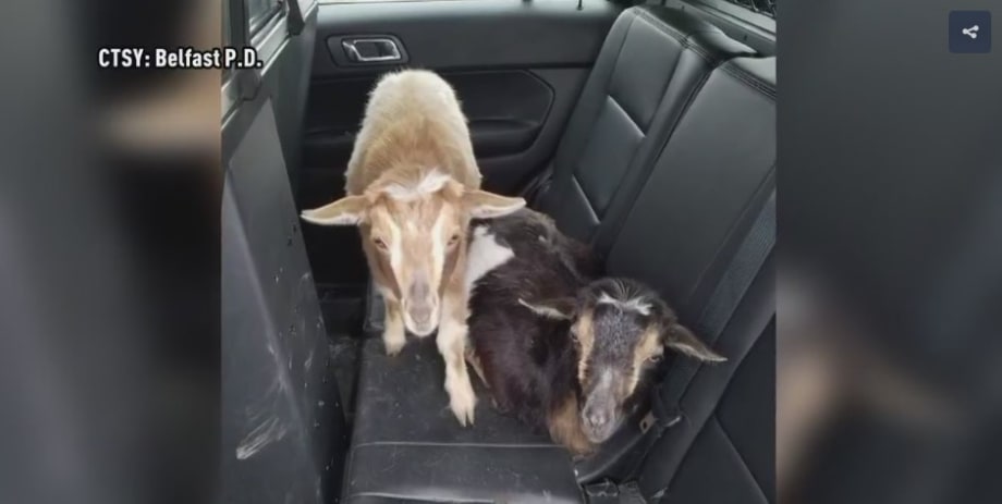 Video: Maine Officer Rescues Lost Goats, Takes Them for Ride in Patrol Car