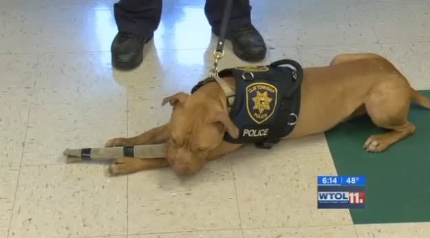 Video: Unadoptable Dog Now Ohio's First Official Police Pit Bull