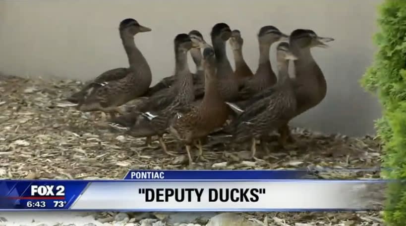 Video: 'Deputy' Ducks Raised in MI Sheriff's Office Courtyard Every Year