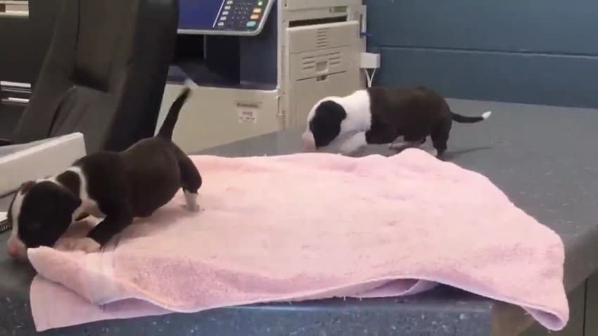 SC Officer Saves 2 Puppies Left Inside Hot Car