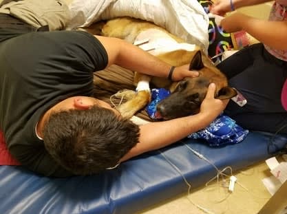 CA K-9 Injured, Suspect Shot After Pursuit