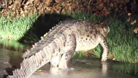 Video: Crocodile With Police Escort Shuts Down FL Streets