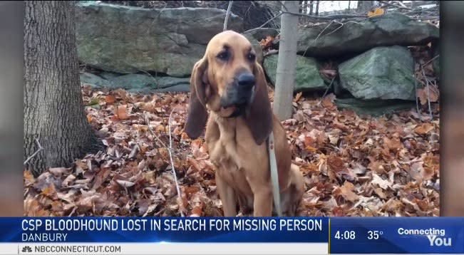 Video: CT K-9 Goes Missing During Search for Missing Man