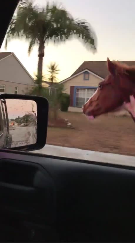 Video: FL Deputy Corrals Horse Running Down City Street
