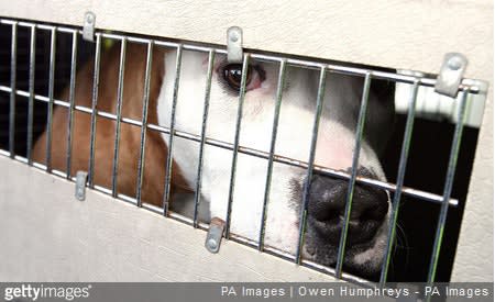 National Dogfighting Awareness Day is April 8