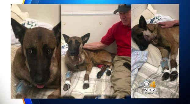 Video: Slain Massachusetts Officer's Wounded K-9 on the Mend
