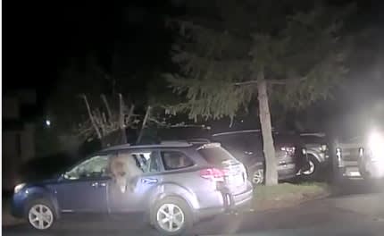 Video: California Deputy Helps Bear Escape Car