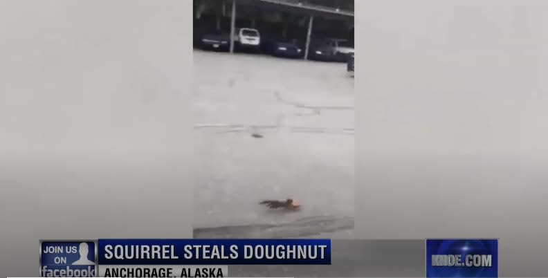 Video: Squirrel Steals Donut from Alaskan Officer