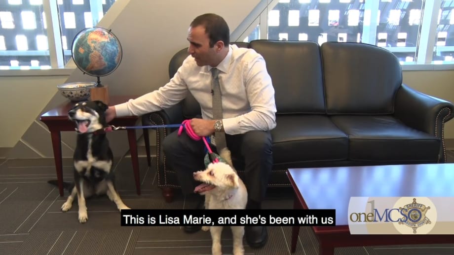 Arizona Sheriff Thanks Public for Donations to Help Rescued Dogs