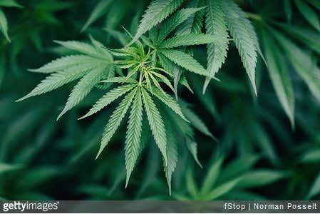 Michigan Marijuana Legalization Proposal Passes