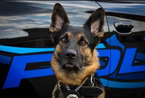 Man Selling T-shirts in Support of Man Accused of Killing Michigan K-9