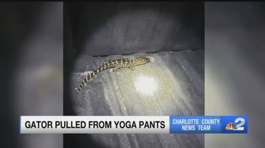 FL Woman Pulls Gator From Pants During Traffic Stop