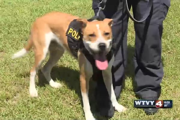Once a Shelter Dog, K-9 Joins Alabama Police Department