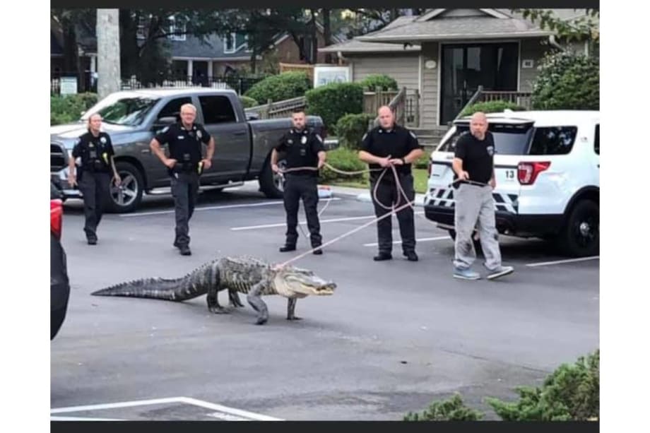 North Carolina Officers Respond to Alligator in Residential Area