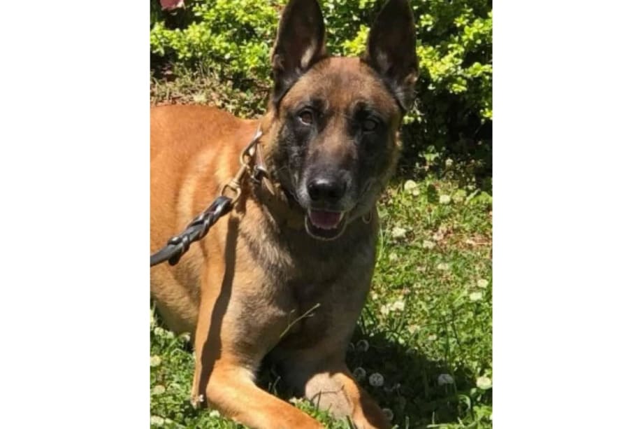 Missing GA K-9 Found Critically Wounded Then Euthanized